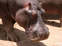 hippo